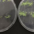 A close up photo of 2 microscope plates showing tiny green seedlings and their roots.